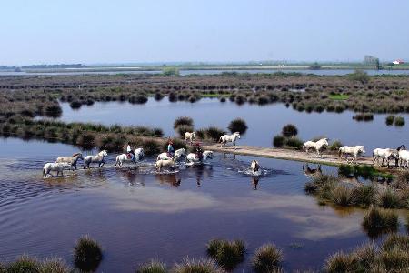 Eine Pferdeherde im Po-Delta - an der Adriaküste treffen sich Natur, Kultur und altes Handwerk Eine Pferdeherde im Po-Delta - an der Adriaküste treffen sich Natur, Kultur und altes Handwerk