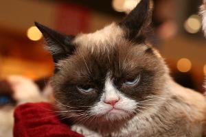Internet-Star Grumpy Cat ist gestorben