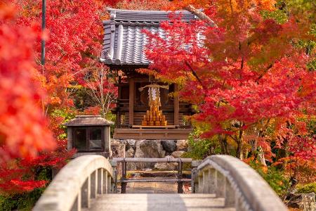 Wenn der Herbst das Land in Rottöne taucht, begehen die Japaner Momijigari Wenn der Herbst das Land in Rottöne taucht, begehen die Japaner Momijigari