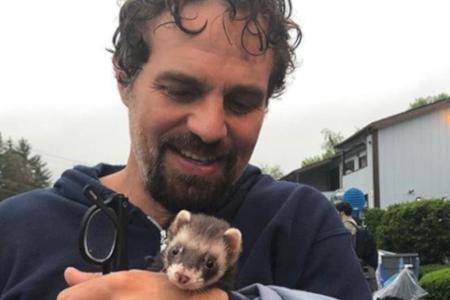 Mark Ruffalo macht auch mit Frettchen eine gute Figur Mark Ruffalo macht auch mit Frettchen eine gute Figur