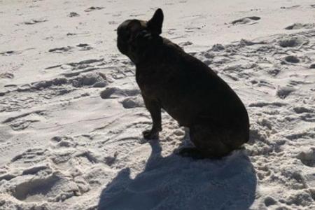 Bulldogge Gary Fisher am Strand in Florida Bulldogge Gary Fisher am Strand in Florida