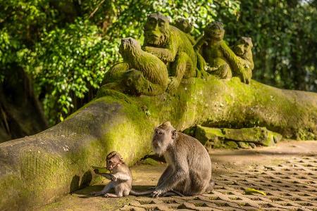 Affen aus Fleisch und Blut aber auch aus Stein bewachen die heiligen Tempel im Urwald von Ubud Affen aus Fleisch und Blut aber auch aus Stein bewachen die heiligen Tempel im Urwald von Ubud
