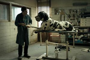 "Dogman": Italiens Oscar-Hoffnung 2019