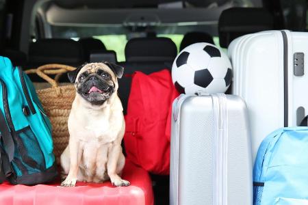 Auch der Hund möchte einmal Urlaub machen Auch der Hund möchte einmal Urlaub machen