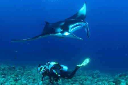 Begegnungen mit Mantas sind rund um Mirihi Island fast alltäglich