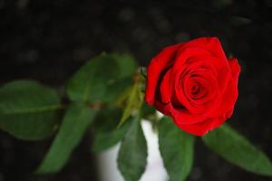 Wer wird die neue "Bachelorette" in der kommenden Staffel der RTL-Show?