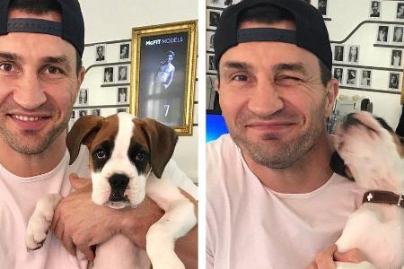 Wladimir Klitschko kuschelt mit einem Welpen namens Klitschko Wladimir Klitschko kuschelt mit einem Welpen namens Klitschko