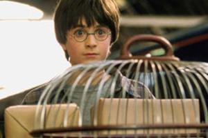 Wer sollte sterben, wen liebt Dumbledore? Neun Fakten zu Harry Potter