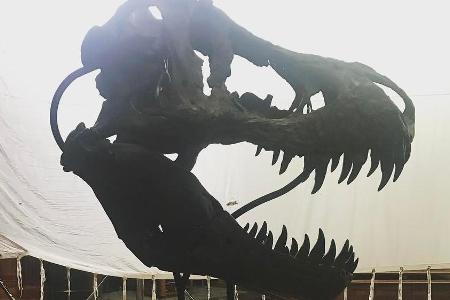 Das neuste Selfie von Chris Pratt