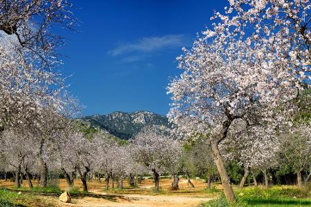 Mallorca ist mehr als nur der Ballermann. Vor allem während der Kirschblüte im Frühjahr zeigt sich die Balearen-Insel von ei...