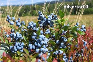 Rezepte mit wilden Blaubeeren aus Kanada