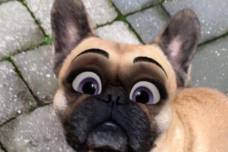 Eine Französische Bulldoge mit Cartoon Face. Aufgenommen mit einem iPhone 8.