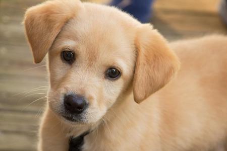 Diese 30 Hunde-Wallpaper lösen Knuddel-Alarm aus Diese 30 Hunde-Wallpaper lösen Knuddel-Alarm aus