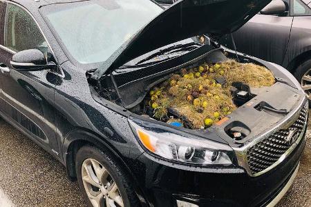 Kia Sorento Walnüsse Eichhörnchen