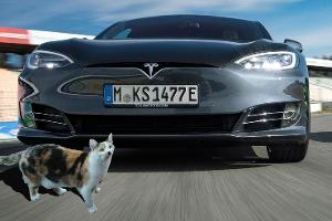 Mit Tesla mehrfach versehentlich Katzen überfahren
