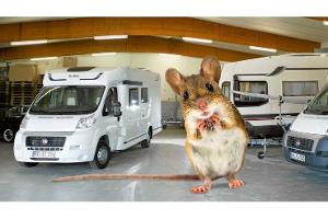 So überwintert das Wohnmobil ohne Schädlinge