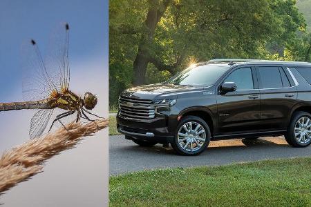 09/2020, 2021 Chevrolet Tahoe und Eintagsfliege 09/2020, 2021 Chevrolet Tahoe und Eintagsfliege