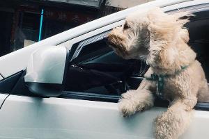 Fiffi darf nicht fahren