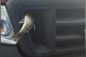 Wildunfall mit Fisch