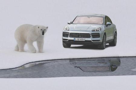 Porsche CO2 Ausgleich Green Collage Dschungel Eisbär