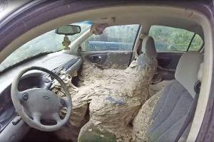 Riesiges Wespennest im Auto