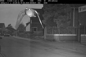 Raser-Taube erwischt