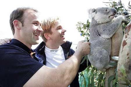 Die Heimat der Koalas ...