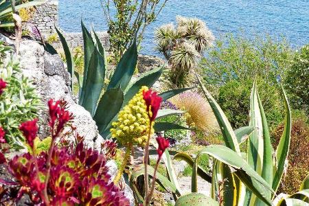 mediterrane Vegetation in Südengland
