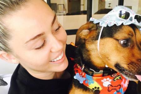 Miley Cyrus mit ihrem Hund Happy Miley Cyrus mit ihrem Hund Happy
