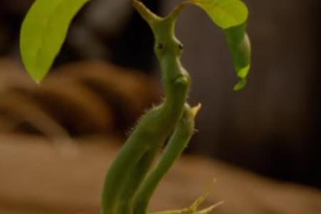 Eine der Kreaturen aus Eine der Kreaturen aus
