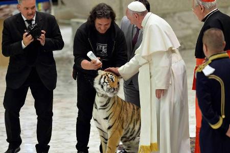 Papst Franziskus mit einem Zirkustiger bei einer Audienz am Donnerstag Papst Franziskus mit einem Zirkustiger bei einer Audienz am Donnerstag
