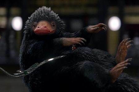 Dieser Niffler treibt ebenfalls sein Unwesen und bringt Newt mehr als einmal in Bedrängnis.