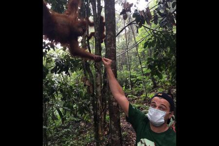 Hollywood-Star Leonardo DiCaprio besuchte auf Sumatra eine Orang-Utan-Auffangstation Hollywood-Star Leonardo DiCaprio besuchte auf Sumatra eine Orang-Utan-Auffangstation