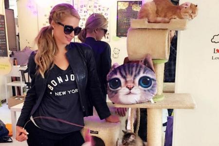 Paris Hilton ist begeistert vom Konzept des Katzencafés Paris Hilton ist begeistert vom Konzept des Katzencafés
