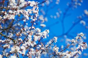 Atemberaubend: Die Kirschblüte in Franken
