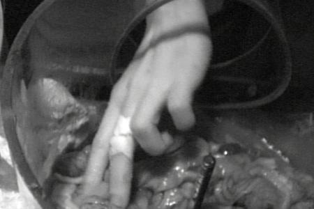 Zwischen den Fischabfällen warten leckere Mehlwürmer, Ratten, Kakerlaken und Grillen auf die beiden Kandidaten.