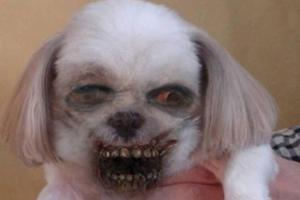 Halloween: Top-Apps zum Gruseln und Erschrecken