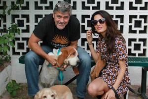 George und Amal Clooney adoptieren Hund
