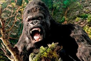 Bekommt dieser Riesenaffe es demnächst mit Echsen-Monster Godzilla zu tun?