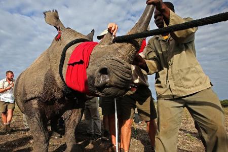 Vorsichtige Umsiedlung von Südafrika ins sicherere Botswana