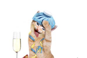 So sagen Sie dem Kater den Kampf an