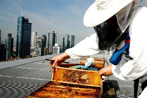 Jumeirah Frankfurt und die Skyline-Bienen
