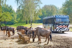 Weckruf durch Elefantentrompeten und Löwengebrüll