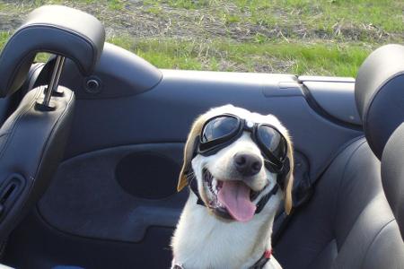 Hunde sollten am besten schon lange vor der Reise ans Autofahren gewöhnt werden. Hunde sollten am besten schon lange vor der Reise ans Autofahren gewöhnt werden.