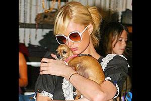 Paris Hilton trauert um Hund Tinkerbell
