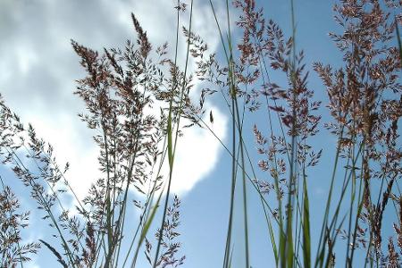 Im Frühling sprießen Gräser und Co. - ein großes Problem für Allergiker Im Frühling sprießen Gräser und Co. - ein großes Problem für Allergiker