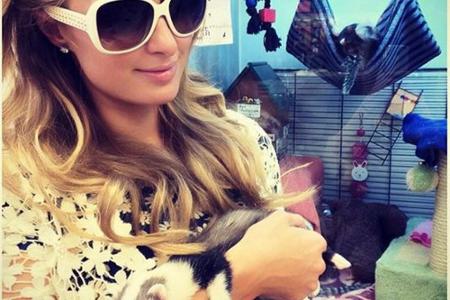 Paris Hilton hält ihr neues Frettchen auf dem Arm Paris Hilton hält ihr neues Frettchen auf dem Arm