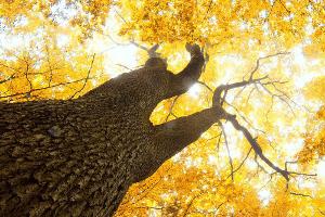 Fünf Dinge, die Sie im Herbst tun sollten