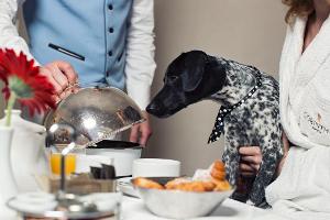 Hotel auf Malta: Hunde, wollt ihr vornehm leben?