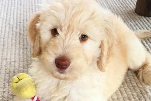 Super süß: Chris Hemsworth und sein Hundewelpe